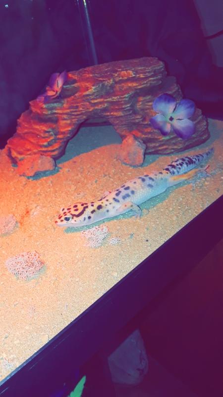 sand mat desert terrarium substrate