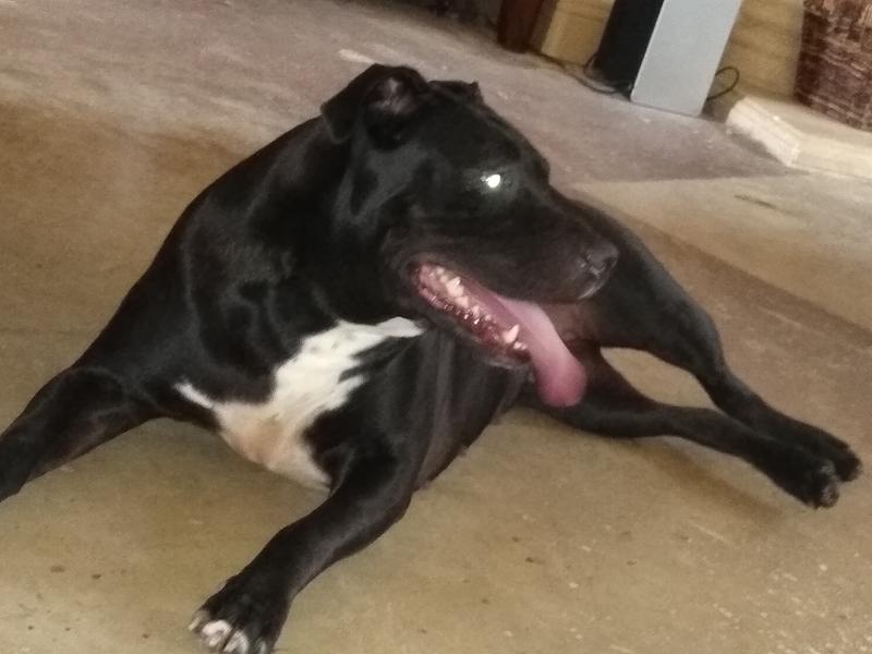 Georgie loves Petco!