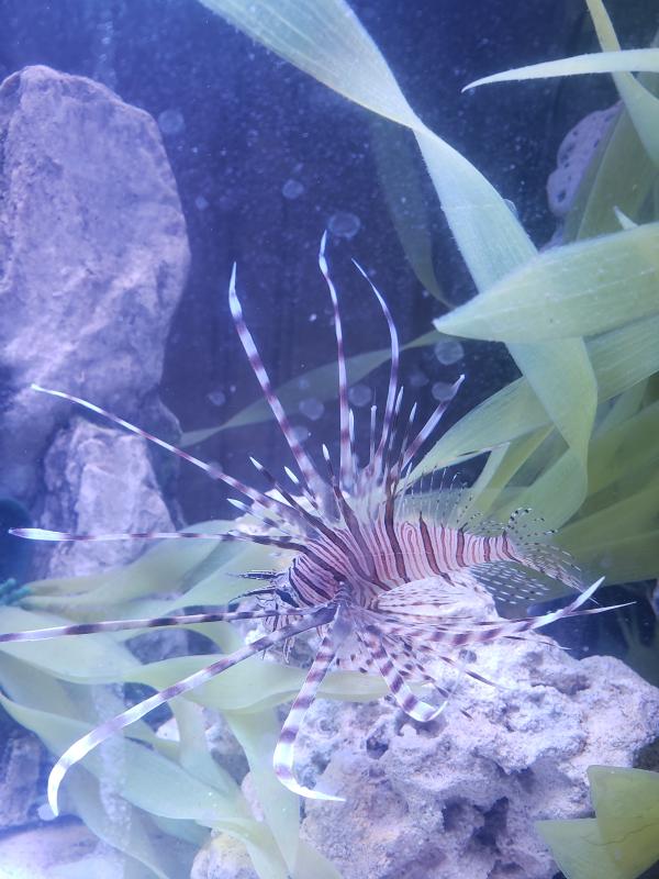 lionfish for sale petco