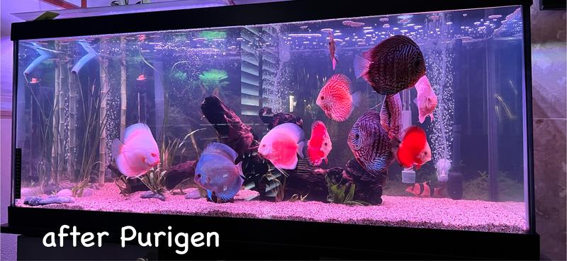 before and after photos after using Seachem Purigen