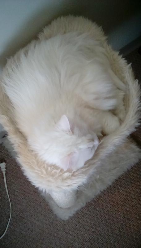 Sleeping in catnip heaven.