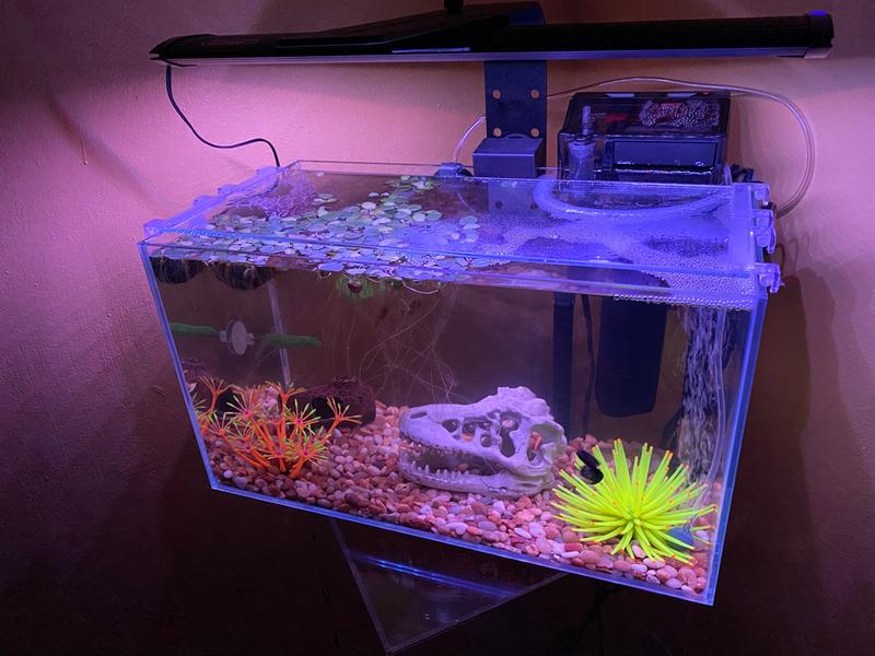 Jbj rimless desktop aquarium hotsell