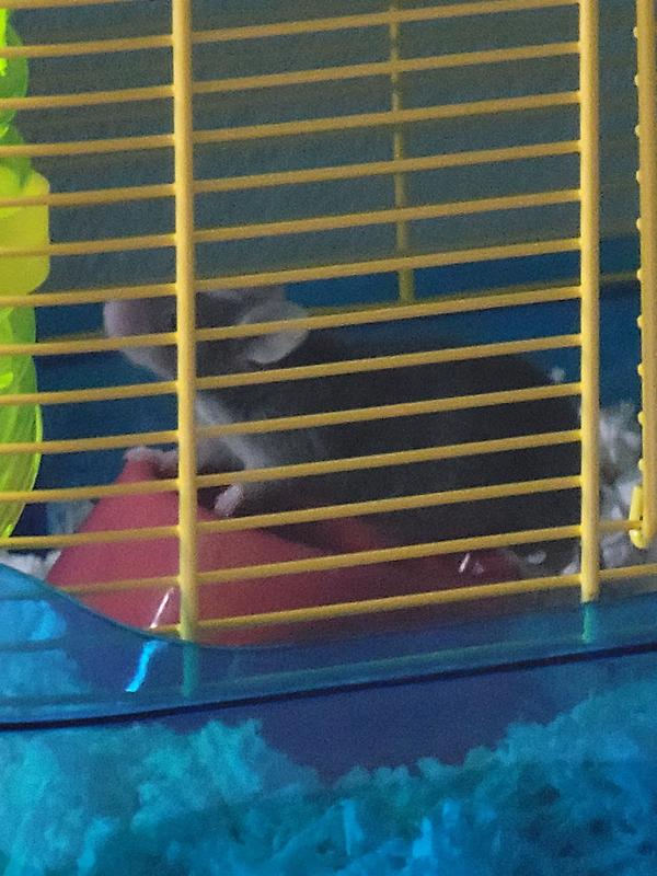 Nibbler explores new home