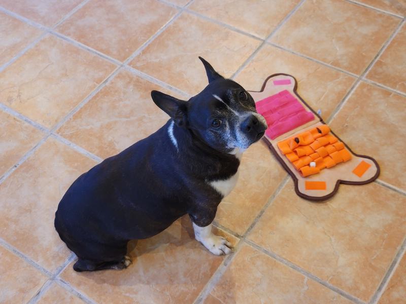 Doggo refuses to "forage".