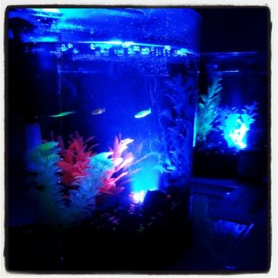 Glofish Half Moon Bubbling With Blue Led Bubbler Aquarium Kit 3