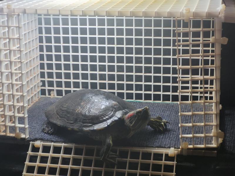 Zoo Med Turtle Tub for sale