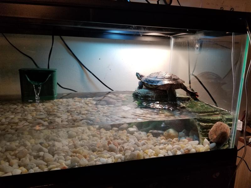 Turtle clearance cages petco