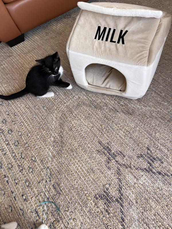 Checking it out before making it comfy.