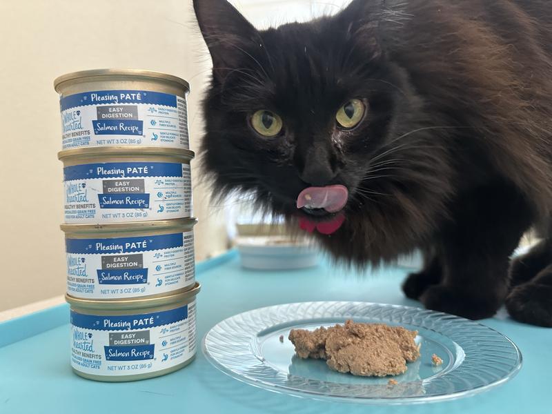 Cat food easy clearance digestion