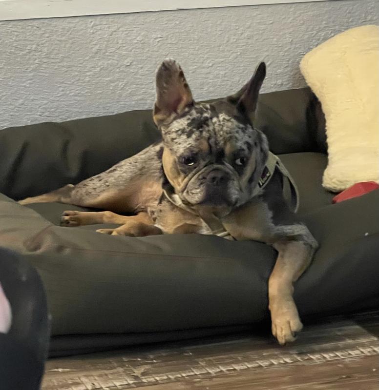 Bruno chills in in KONG! He is 35 lbs!