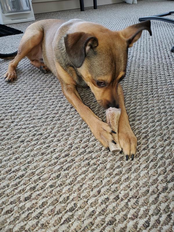 kong wild whole elk antler dog chew