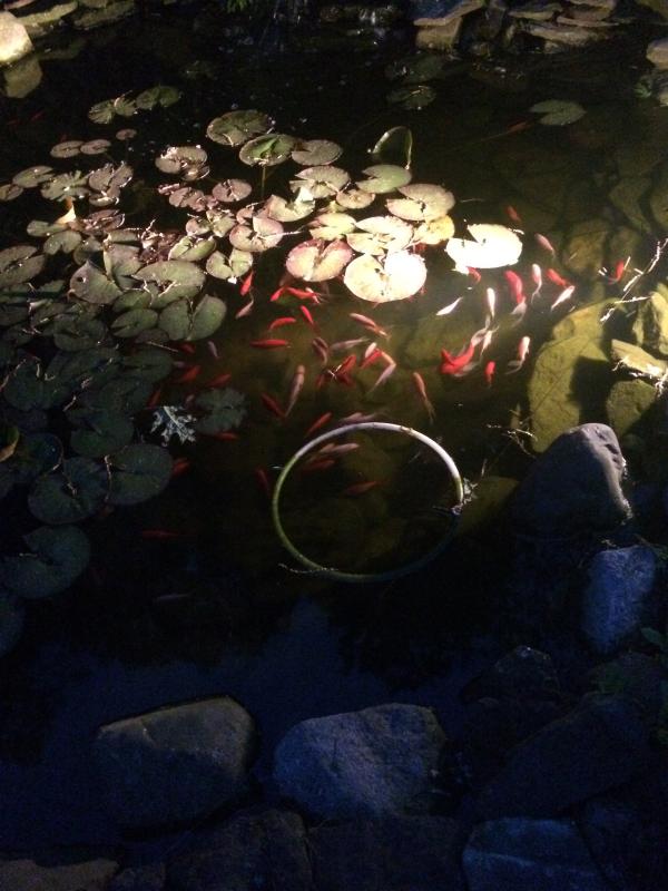 My many fish