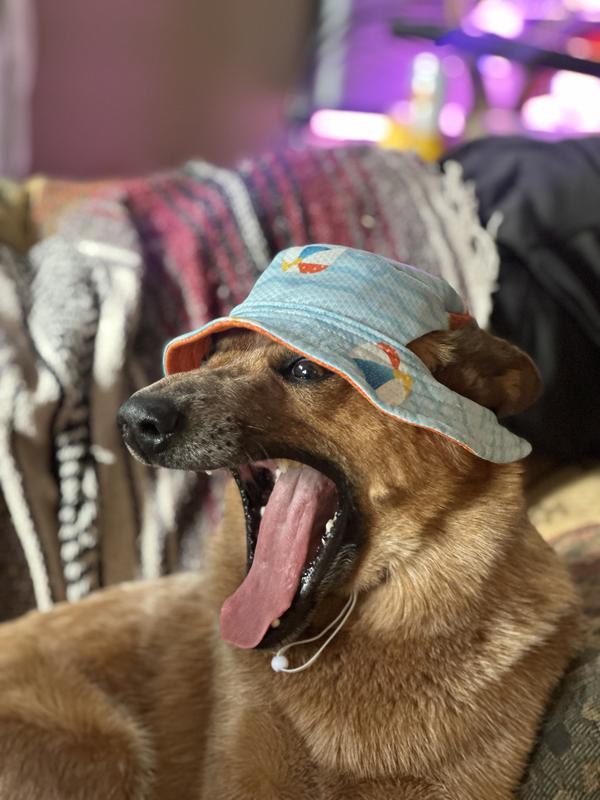 Cattle dog & schnauzer approved!