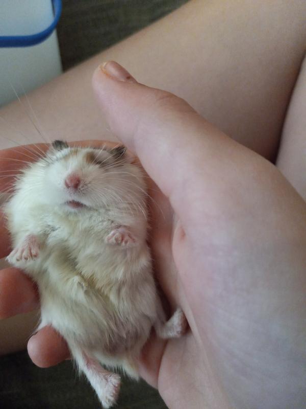 Roborovski dwarf store hamster for sale