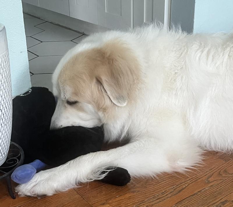 Photo - commentaire&nbsp;3.