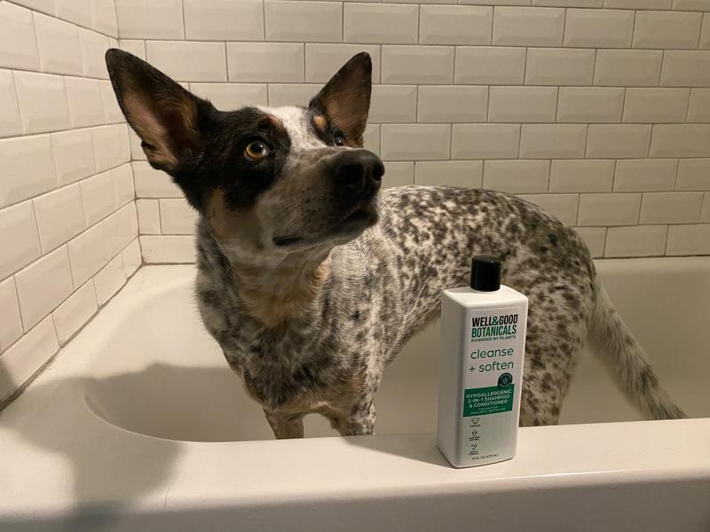 Best shampoo for australian cattle outlet dog