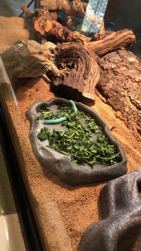 Help!! My uro is eating the crushed walnut shells when he has a whole plate  of food what do I do? : r/reptiles