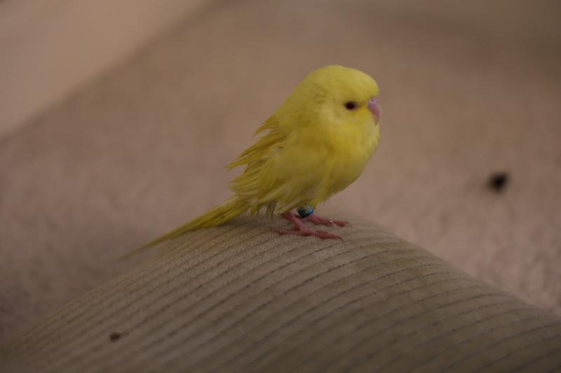 Parakeets for outlet sale at petco