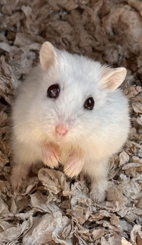 The Lifespan of Dwarf Hamsters - Little Bundles of Cuteness - Pet Ponder