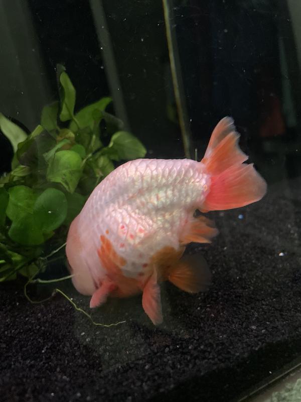 This picture you can see at the base of his fins some blood pooling and again the blood spots on his abdomen
