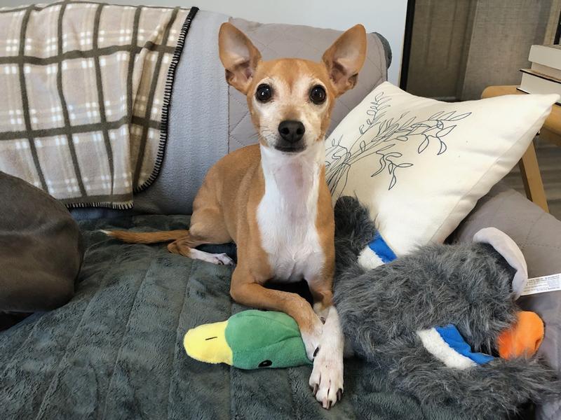 Atticus and his new favorite toy!