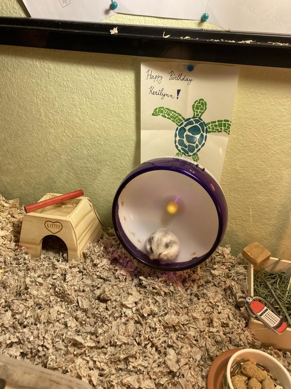 Hamster’s cage