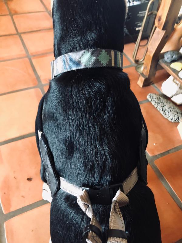 Good2Go QuickFit Comfort Harness for Medium/Large Dogs