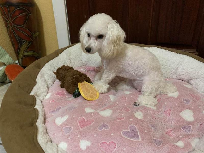 Coco protecting mister beaver
