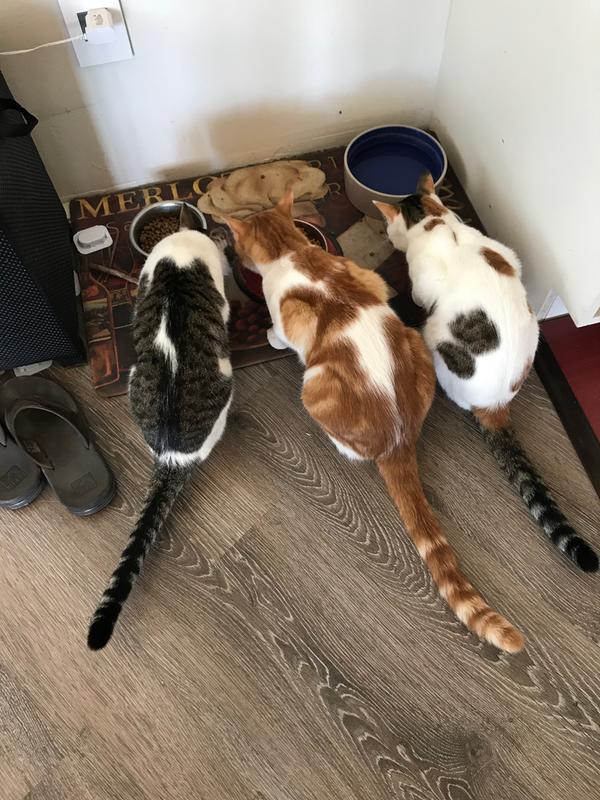 Chow Time at the OK Corral