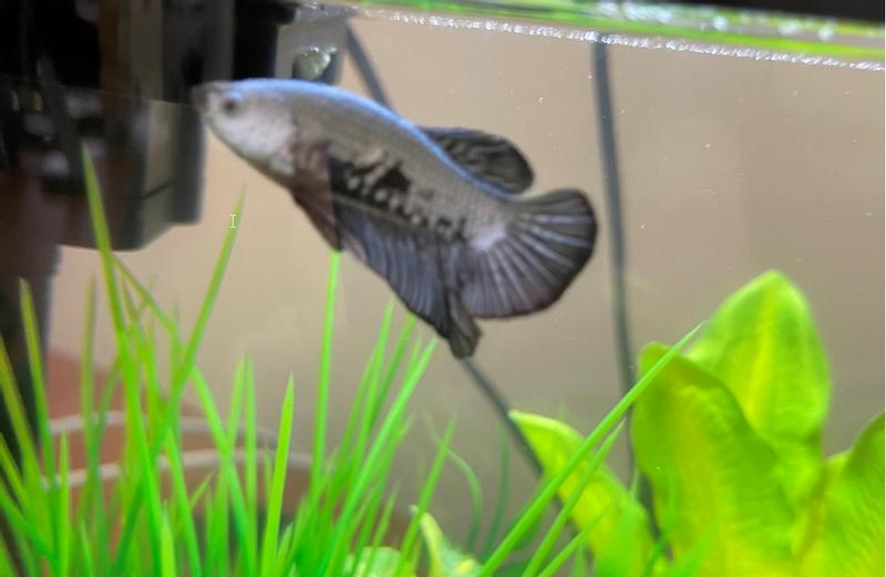 Male Black Platinum Dragon Bettas for Sale Petco