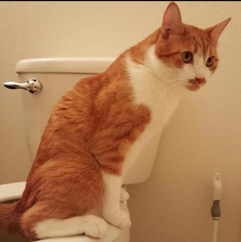 Cat uti medicine petco sale