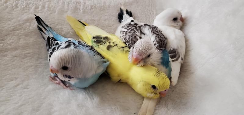 Pet stores that 2025 sell budgies near me