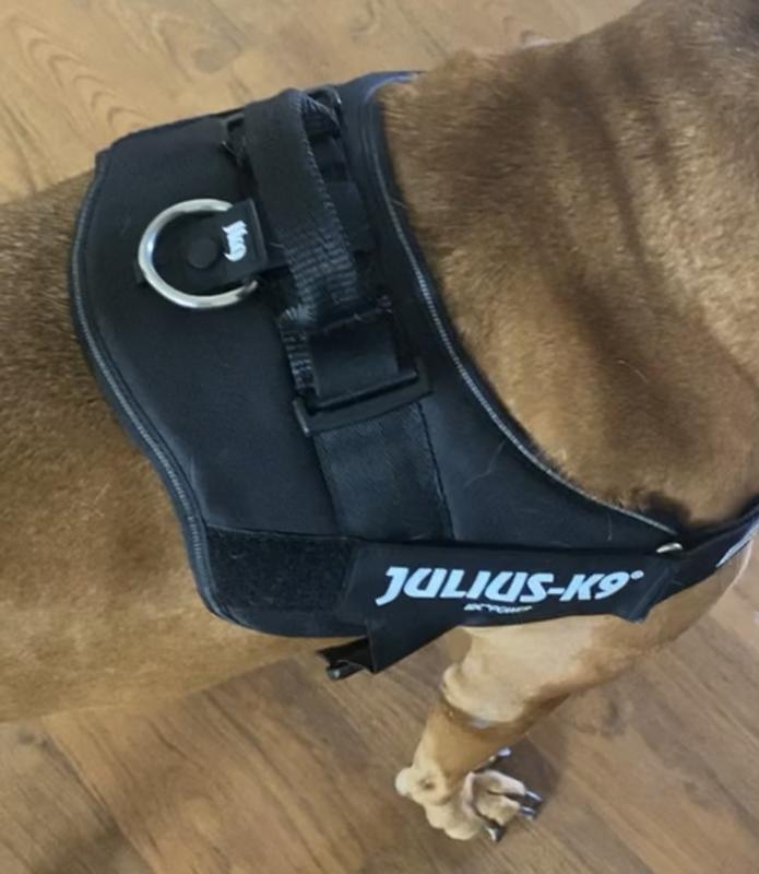 Julius canine hotsell harness sizing