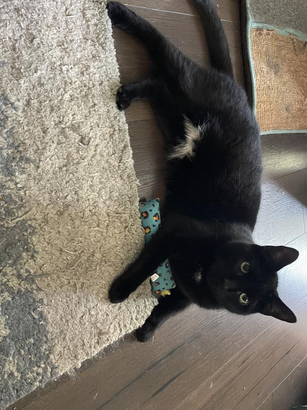 His new favorite toy