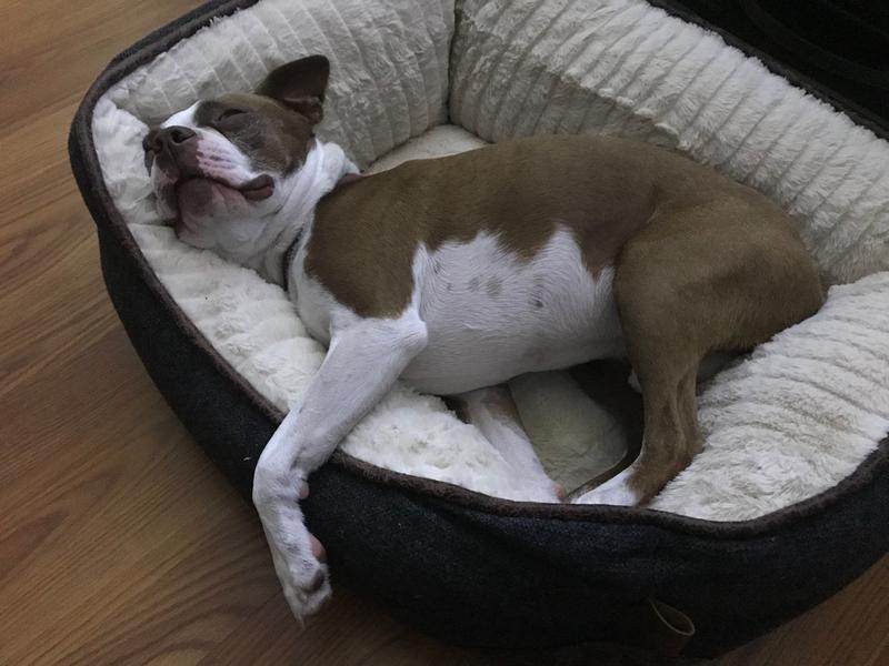 harmony grey nester orthopedic dog bed