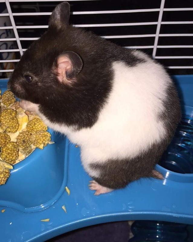 Lilith eating both her food and a little millet treat