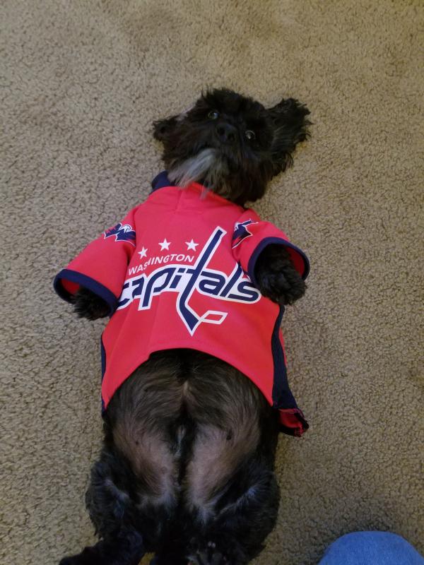 Washington Capitals Dog Jersey – Athletic Pets