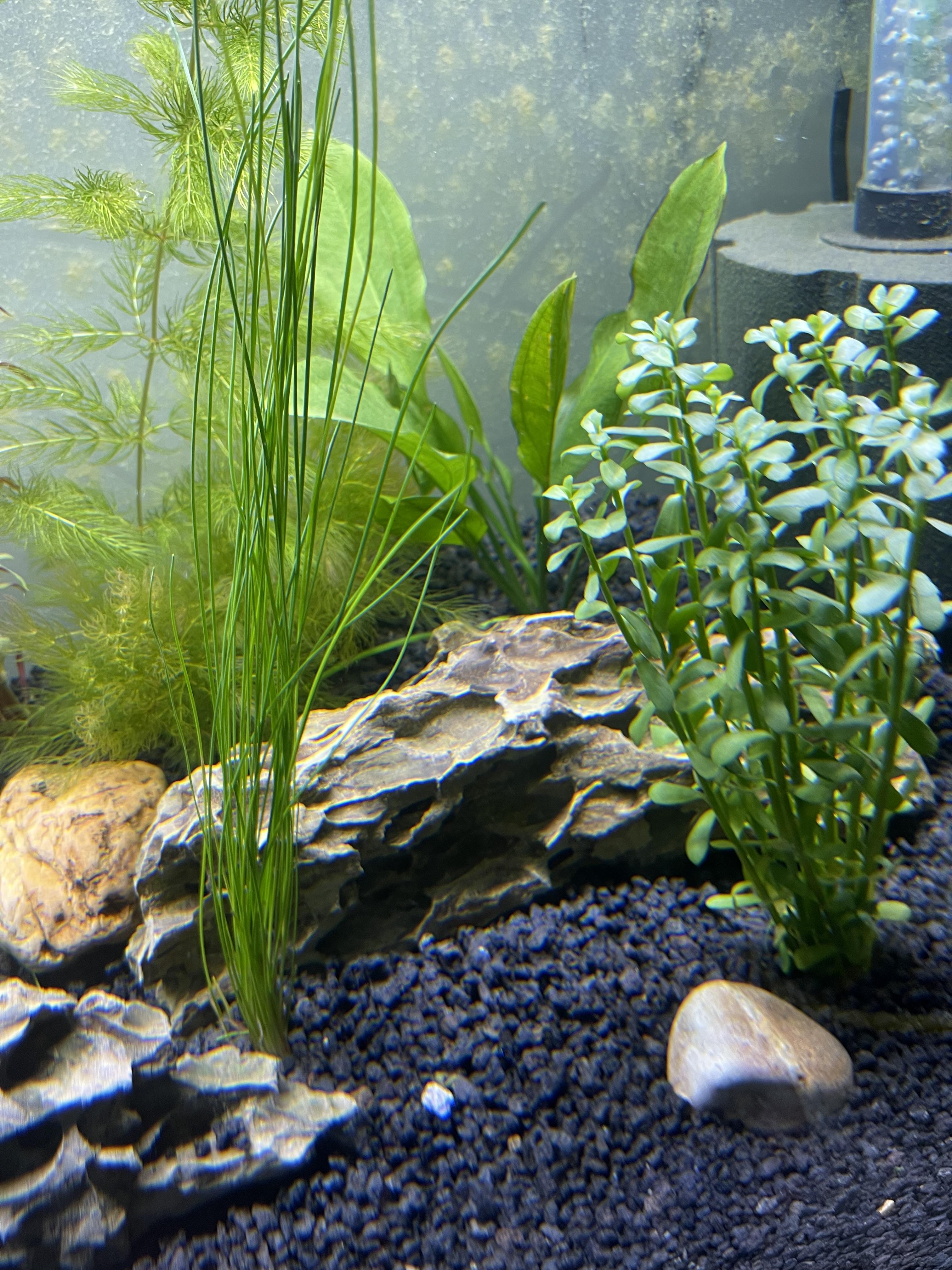 CaribSea Eco Complete Black Planted Aquarium Substrate | Petco