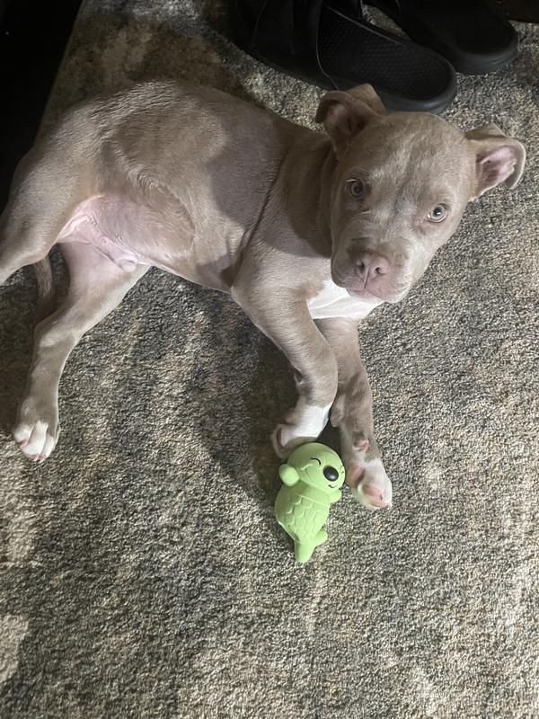 Our 3 month old pup tired after playing for a while