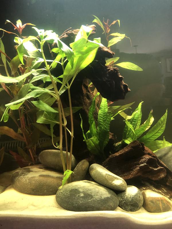 Fluval Flex Aquarium Kit