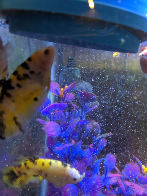 Hikari Bio-Pure FD Brine Shrimp