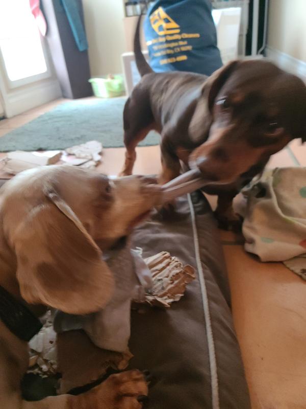 Great tug of war!
