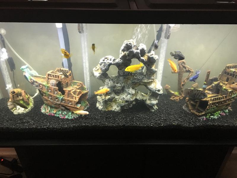 My 55 gal