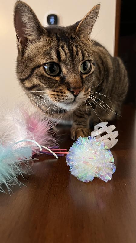 Tiger loved getting to pick from three fun toys!