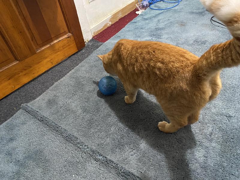 Reddy Blue Treat Dispensing Cat Toy