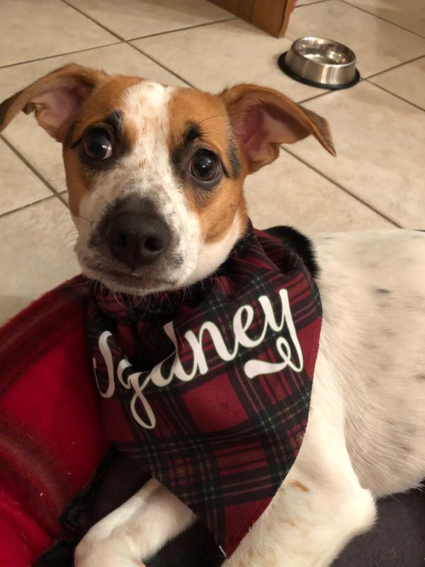 petco christmas collars