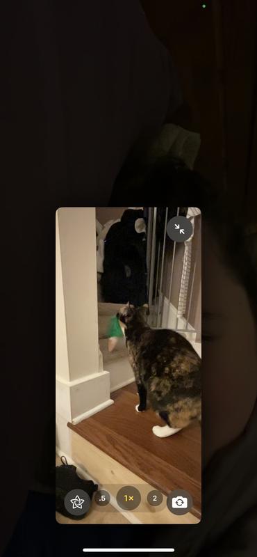 Both cats immediately loved these