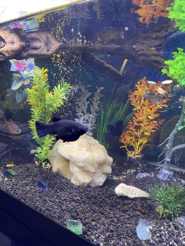 Beautiful addition to my aquatic turtle/fish set up