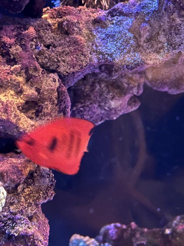 Flame Angel For Sale 1.5" Petco