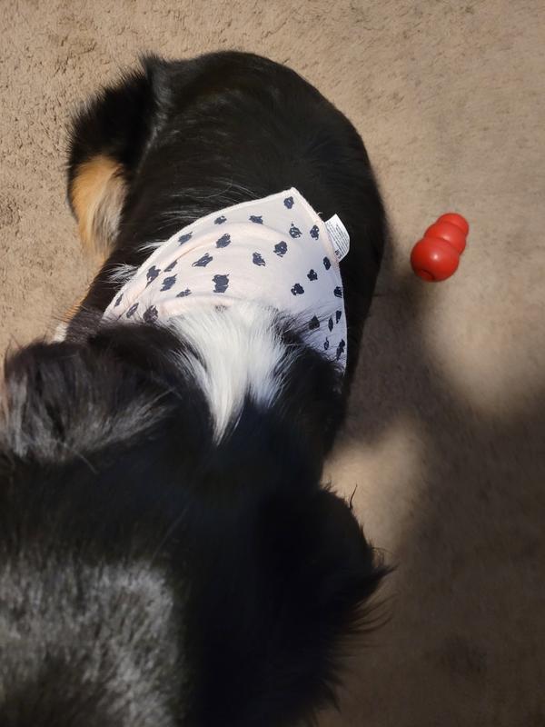 Small Pet Bandana – Mamili